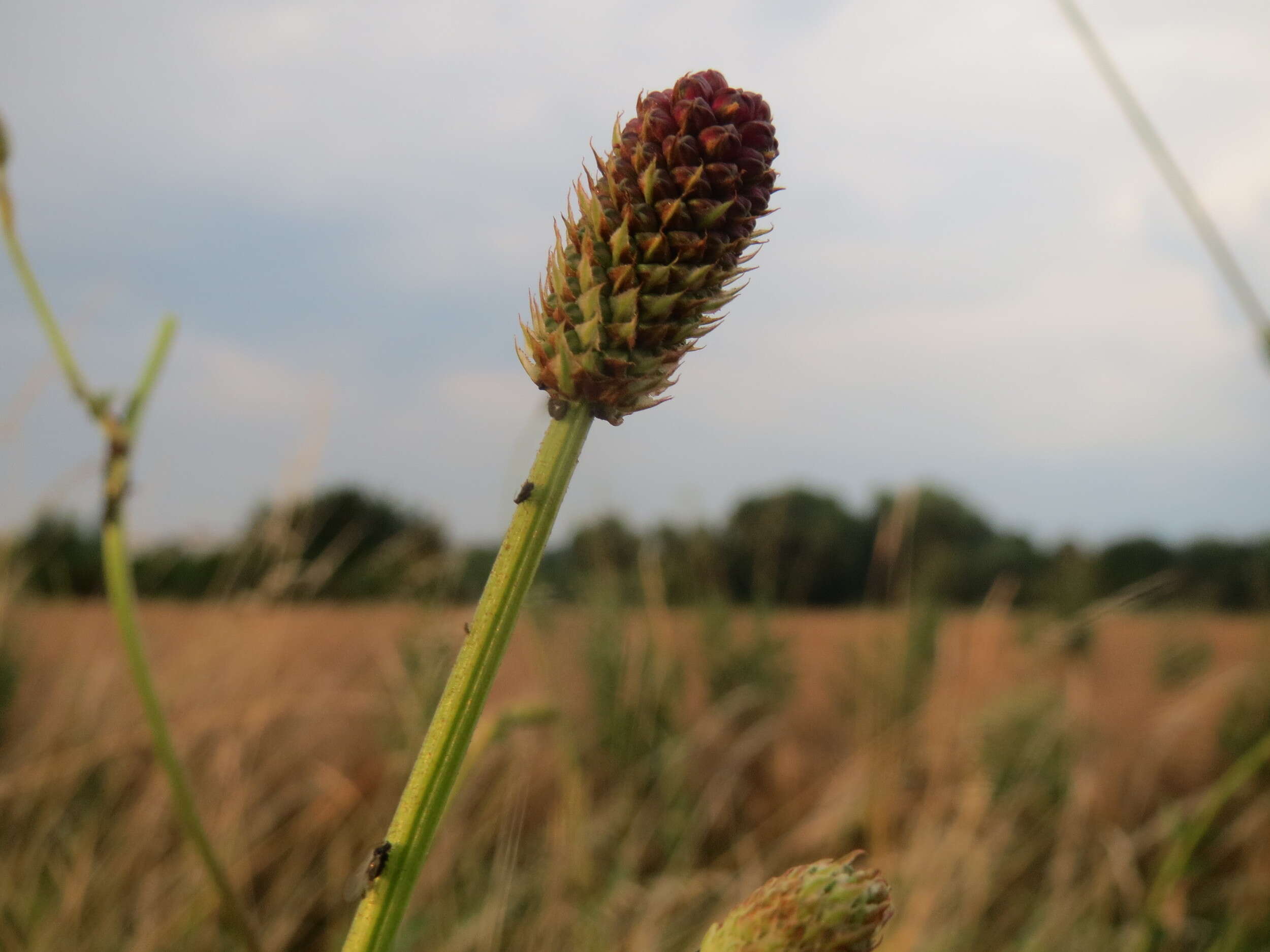 Image of Great Burnet