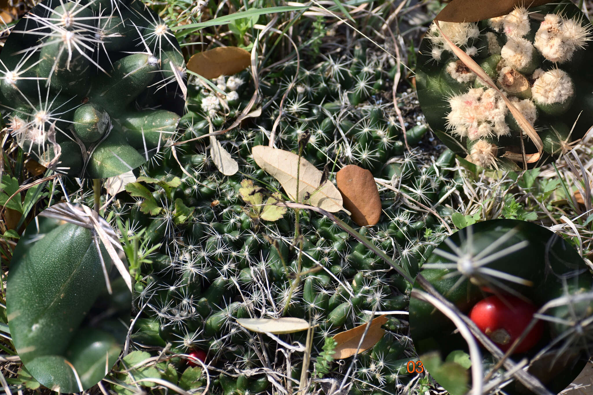 Image of Escobaria missouriensis var. similis (Engelm.) N. P. Taylor