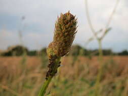 Image of Great Burnet