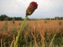 Image of Great Burnet