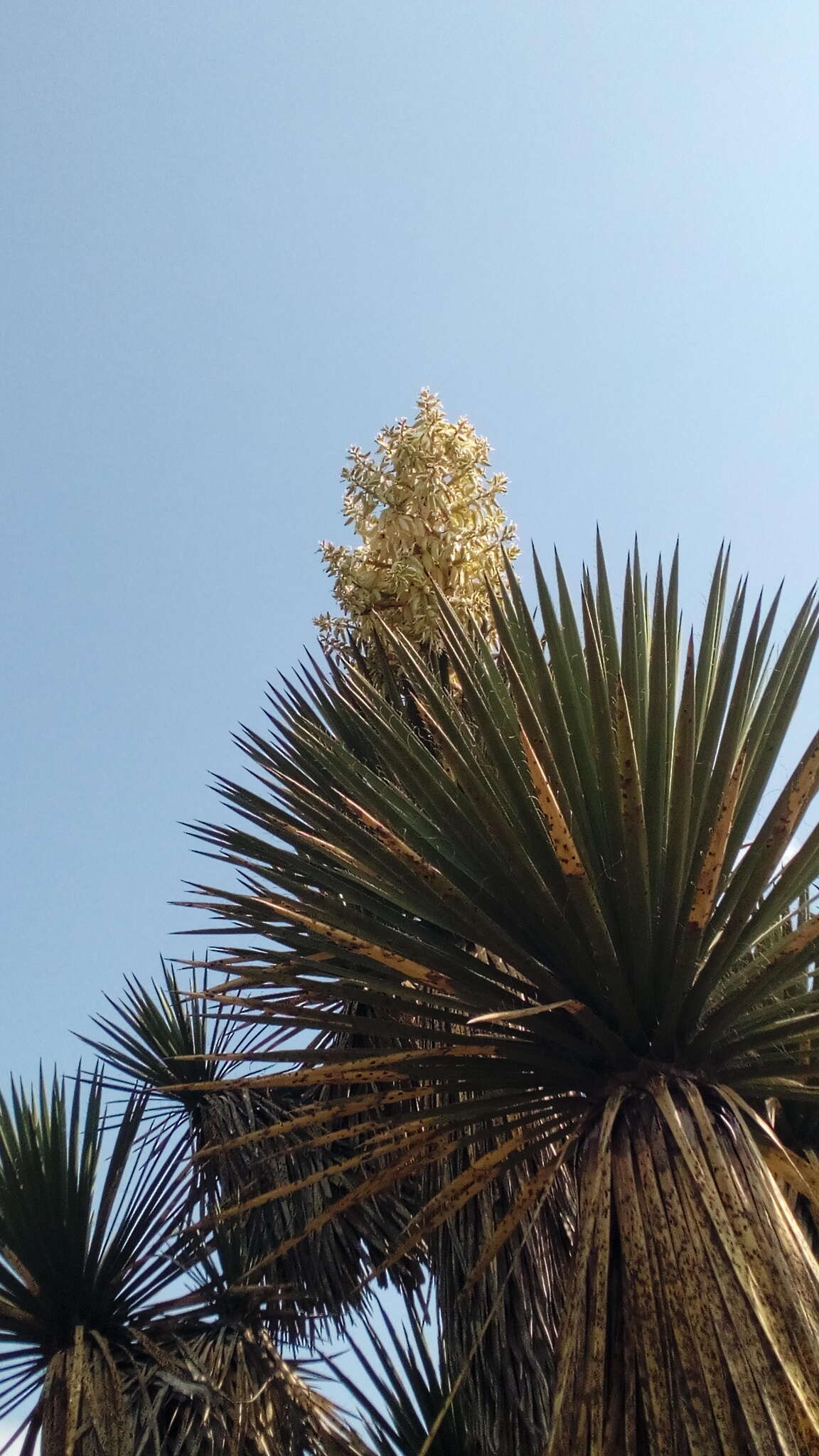 Image of Yucca periculosa Baker