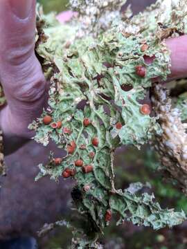 Image of Oregon lung lichen