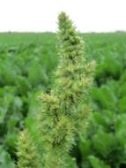 Image of redroot amaranth