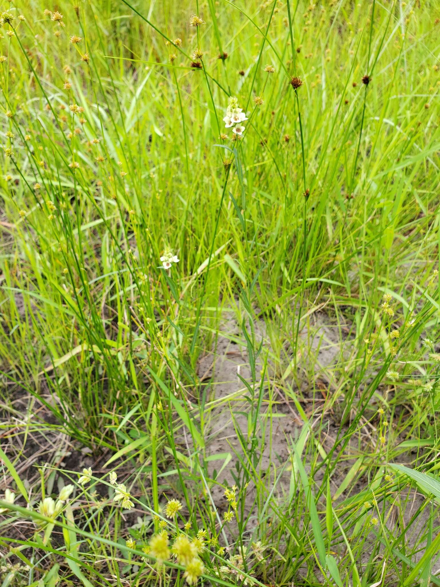 Image of Shrubby Primrose-Willow