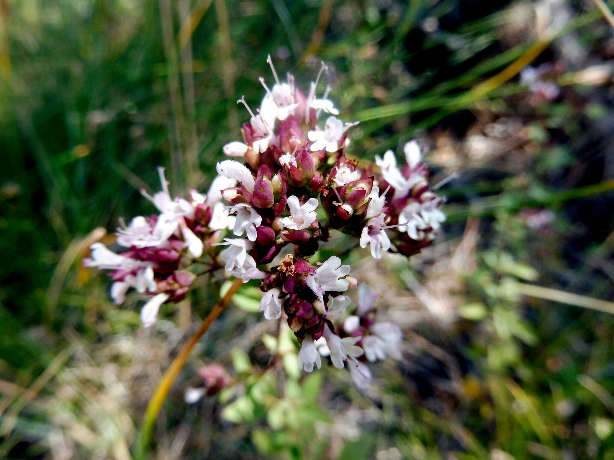 Image of oregano