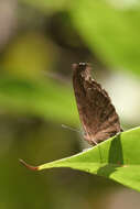 Image of Junonia iphita iphita