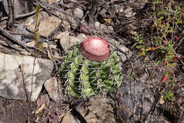 Imagem de Melocactus bahiensis subsp. amethystinus (Buining & Brederoo) N. P. Taylor