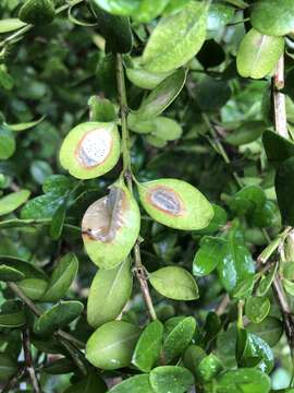 Image of Boxwood blight