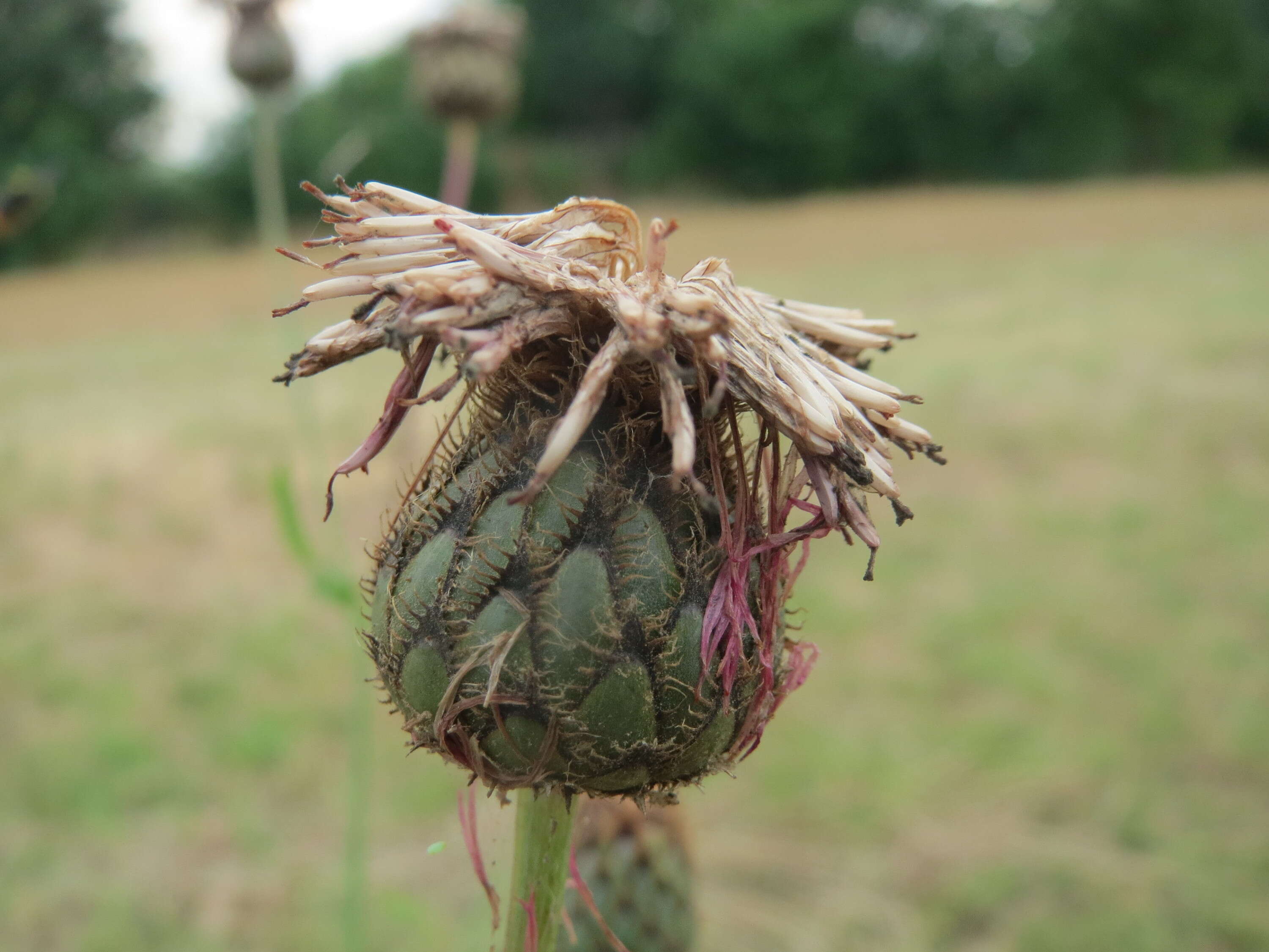 Centaurea scabiosa L. resmi