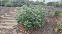 Image of <i>Malva <i>assurgentiflora</i></i> subsp. assurgentiflora