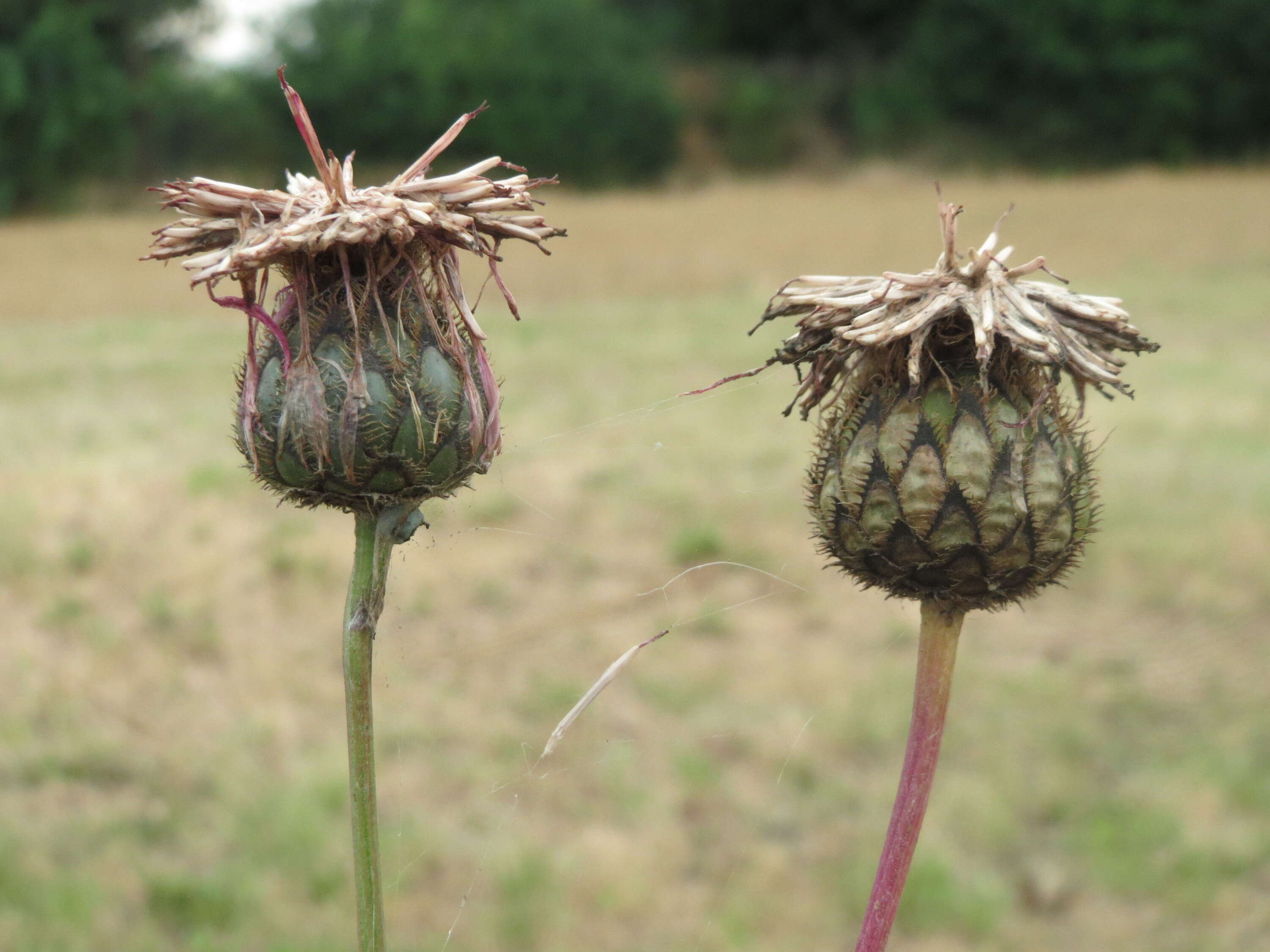 Centaurea scabiosa L. resmi