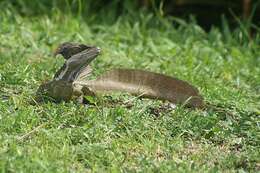 Image of Common Basilisk