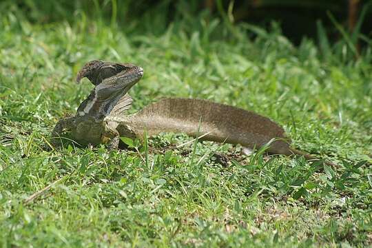 Image of Common Basilisk