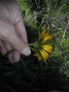 Image of Mt. Diablo helianthella