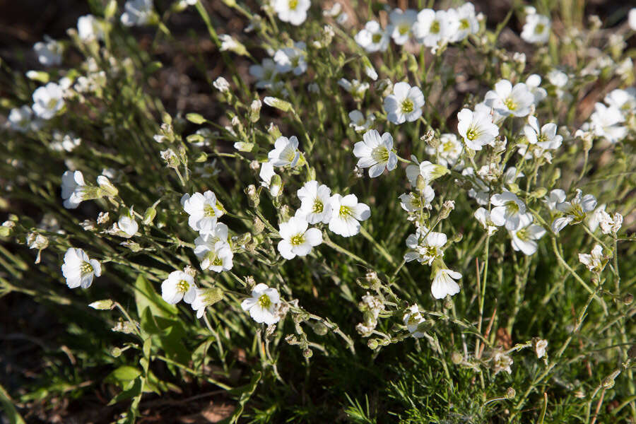 Image de Cherleria yukonensis (Hultén) A. J. Moore & Dillenb.