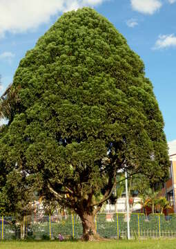 Image of Retrophyllum rospigliosii (Pilg.) C. N. Page