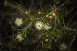 Sivun Melaleuca nodosa (Gaertn.) Sm. kuva