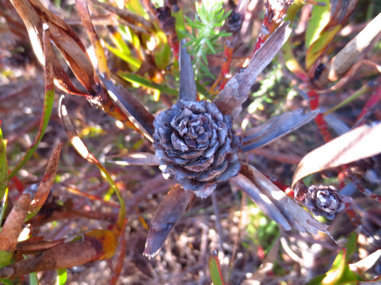 Image of Common Sunshine Conebush