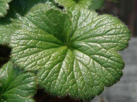 Image of Caltha-Leaf Avens