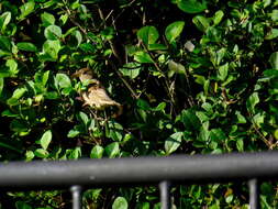 Image of Italian Sparrow