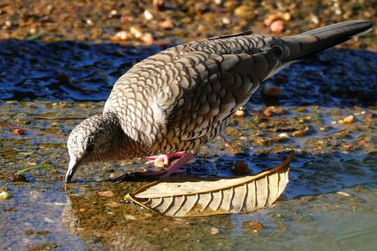 Image of Scaled Dove