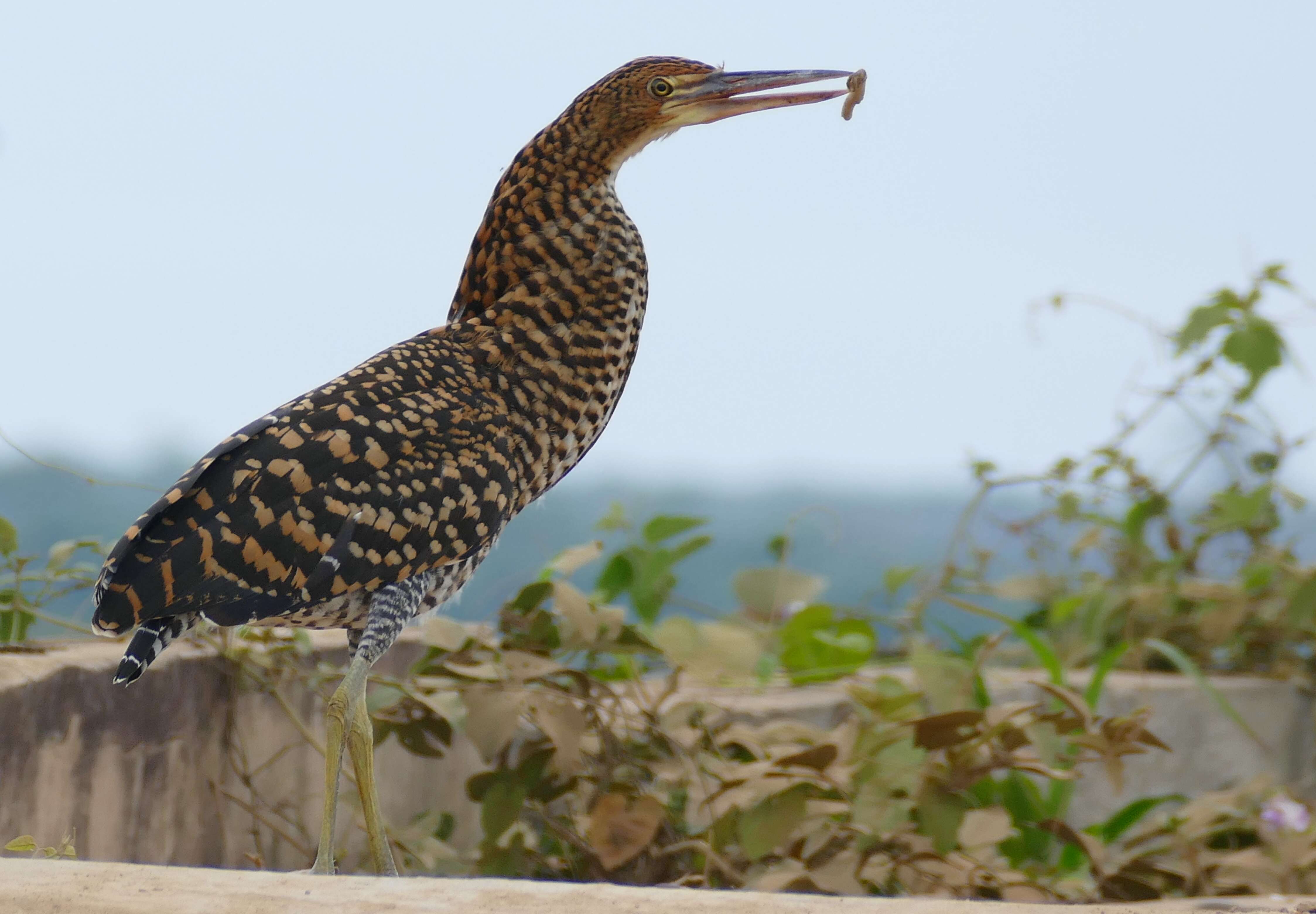 Image of Rufescent Tiger Heron