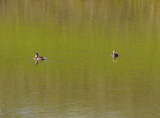 Image of Pied-billed Grebe