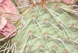 Image of Bulrush Canyon Prickly-pear