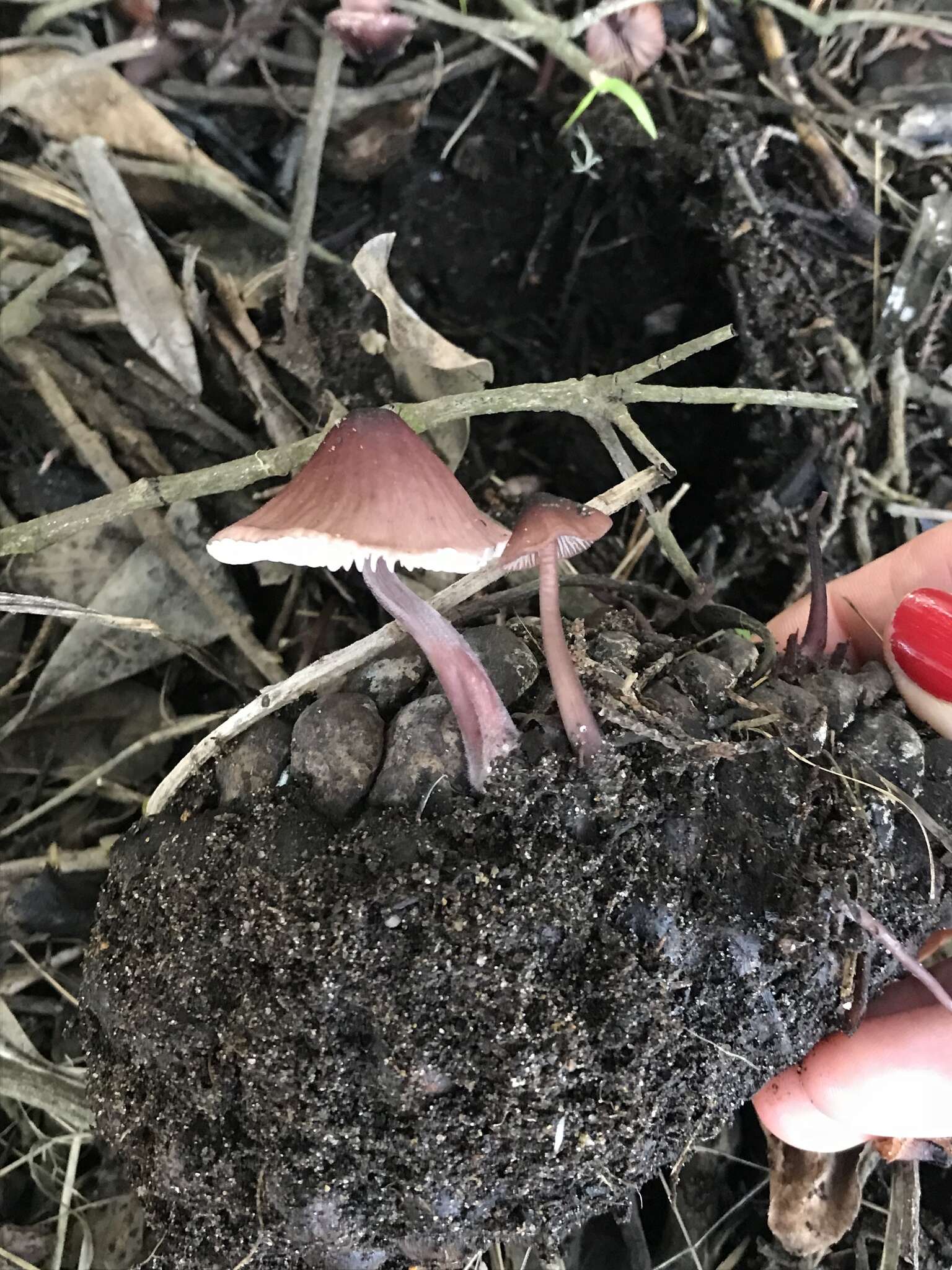 Image of Mycena purpureofusca (Peck) Sacc. 1887