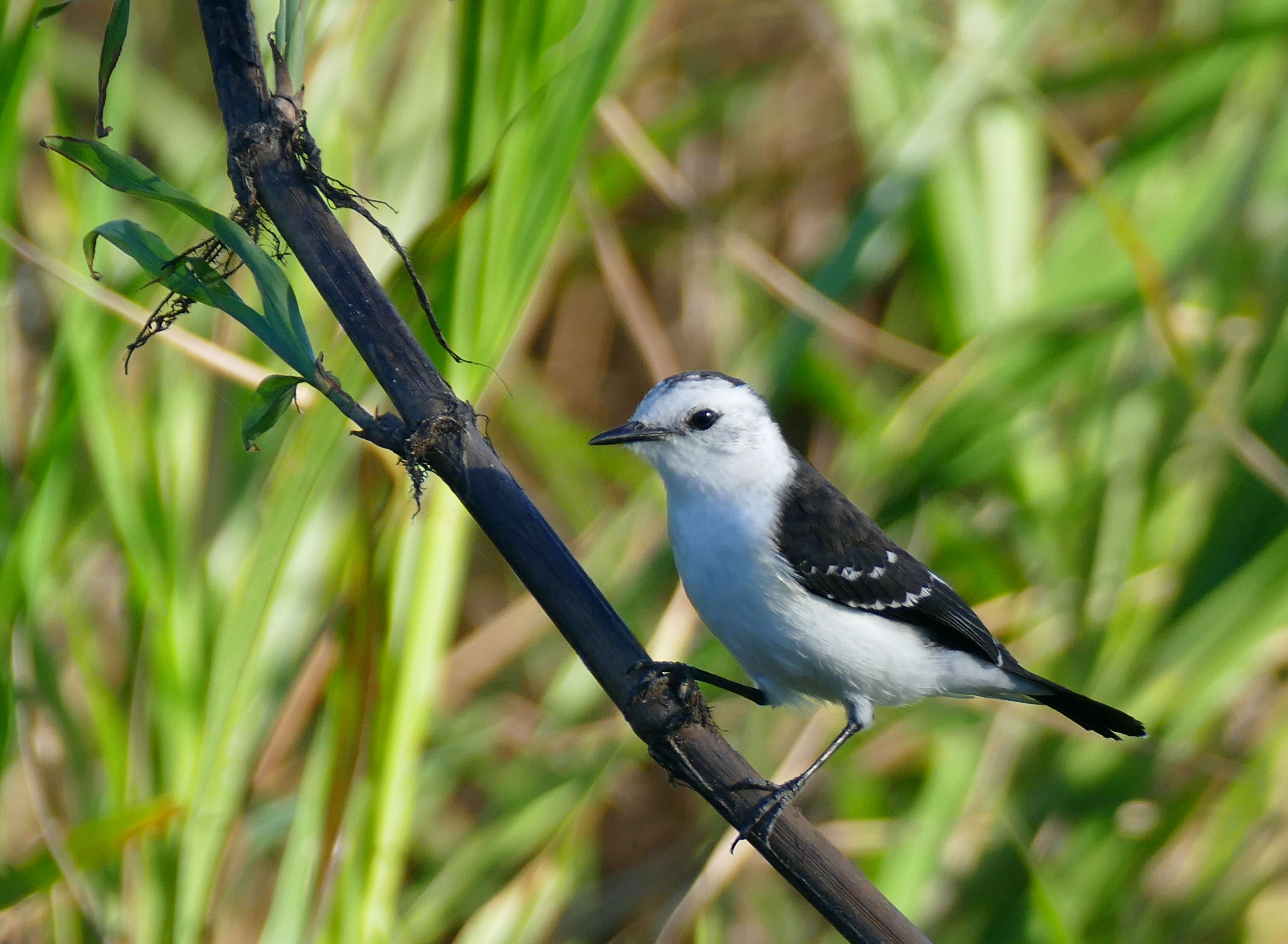 Fluvicola albiventer (Spix 1825)的圖片