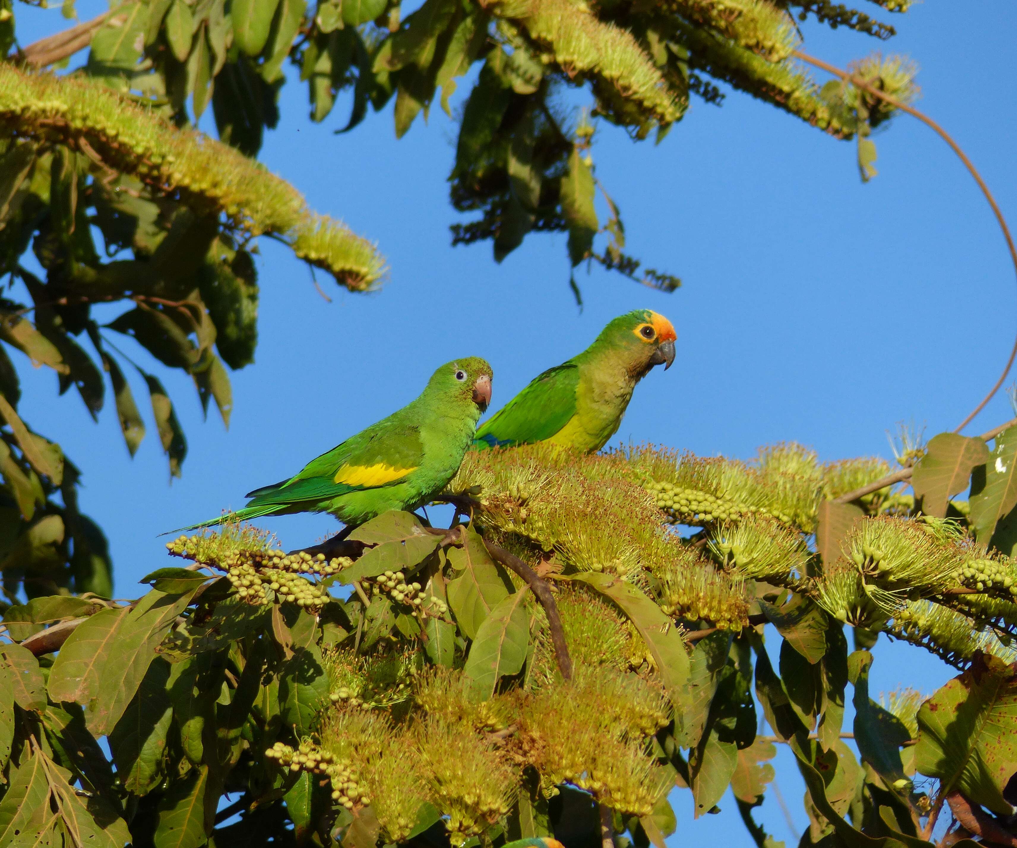 Image of Yellow-chevroned Parakeet