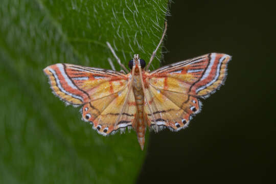 Image of Ambia decoralis Snellen 1900