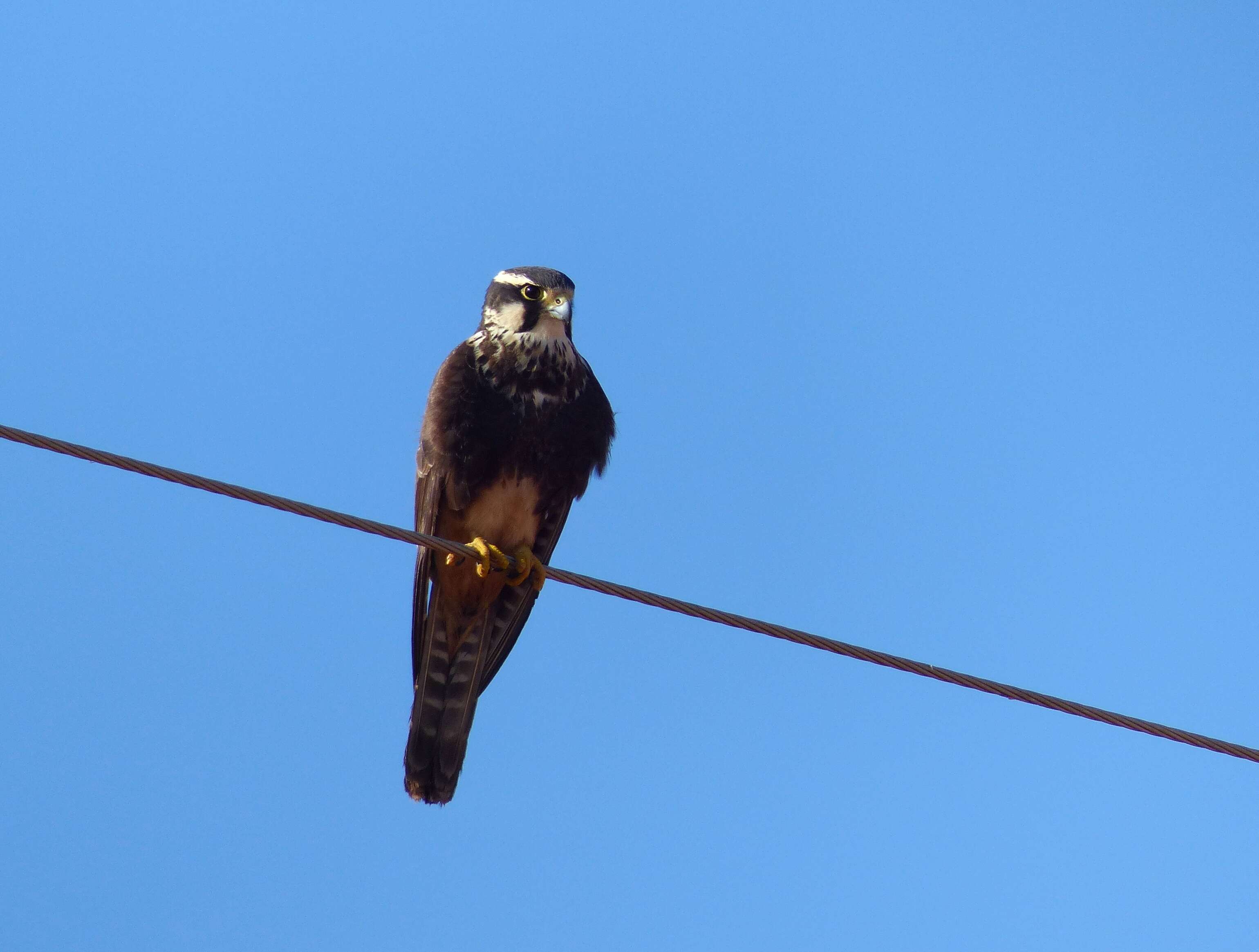 Слика од Falco femoralis Temminck 1822