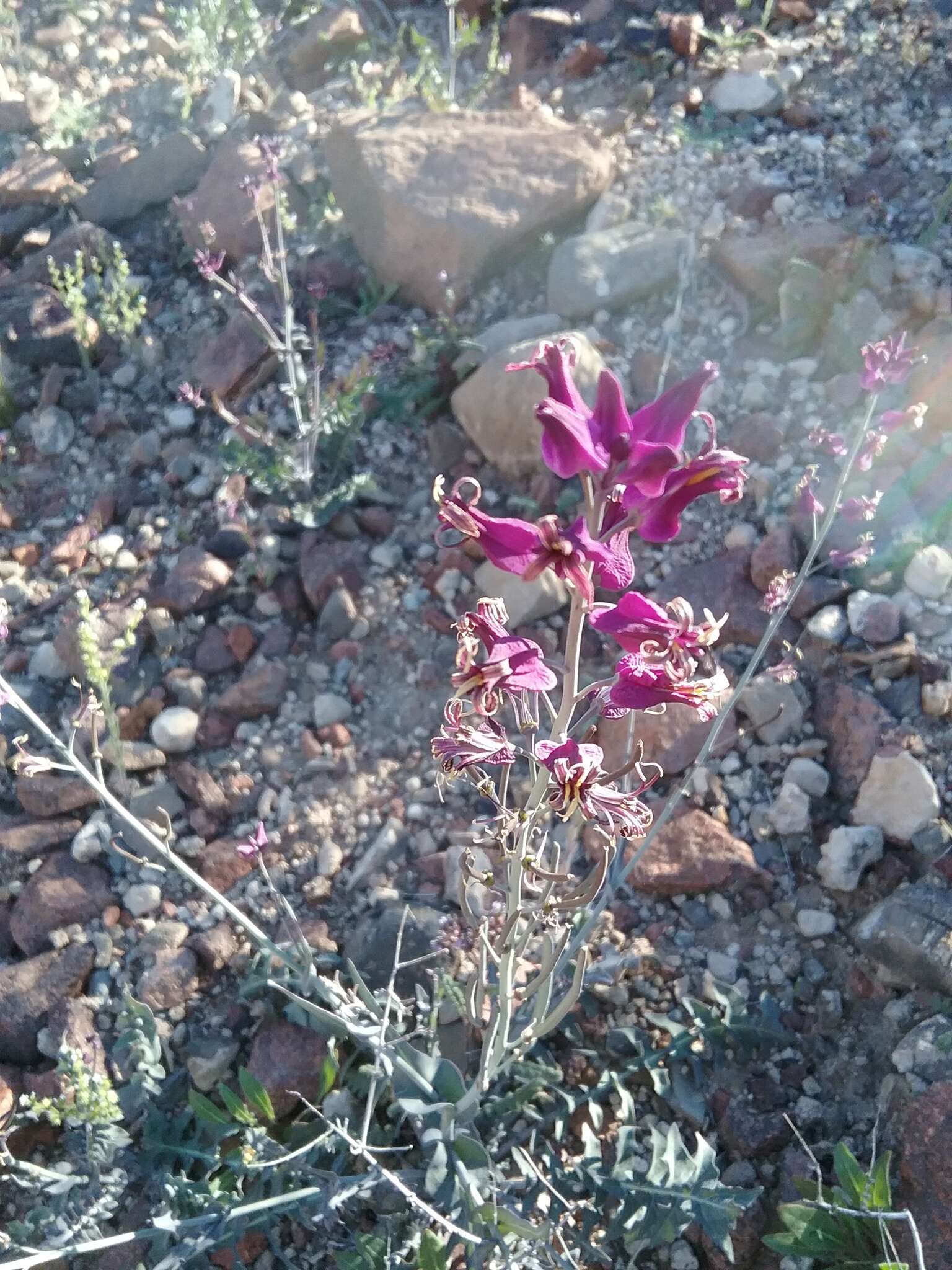 Sivun Streptanthus carinatus subsp. carinatus kuva