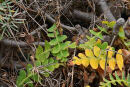 Imagem de Sonchus latifolius (Lowe) R. Jardim & M. Seq.