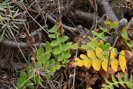 Image of Sonchus latifolius (Lowe) R. Jardim & M. Seq.