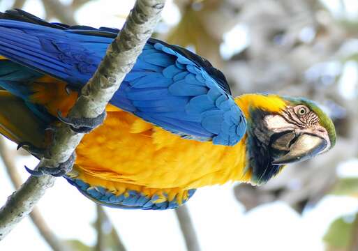 Image of Blue-and-yellow Macaw