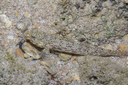 Image of Ornate goby