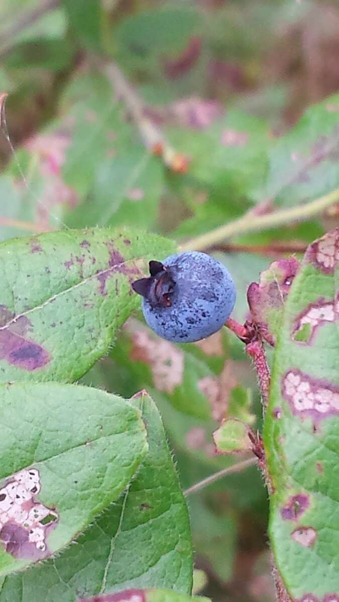 Image of velvetleaf huckleberry
