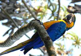 Image of Blue-and-yellow Macaw