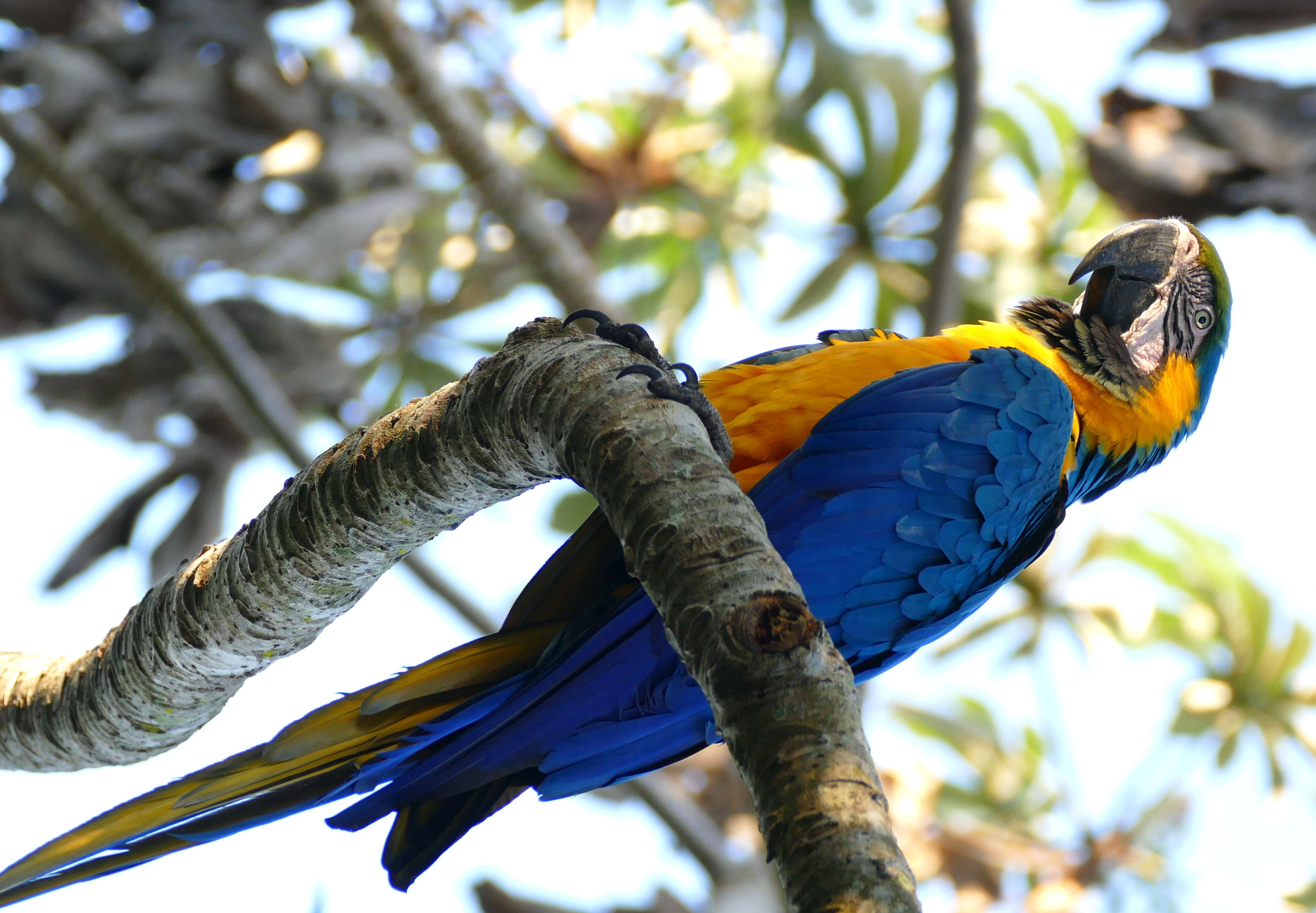 Image of Blue-and-yellow Macaw