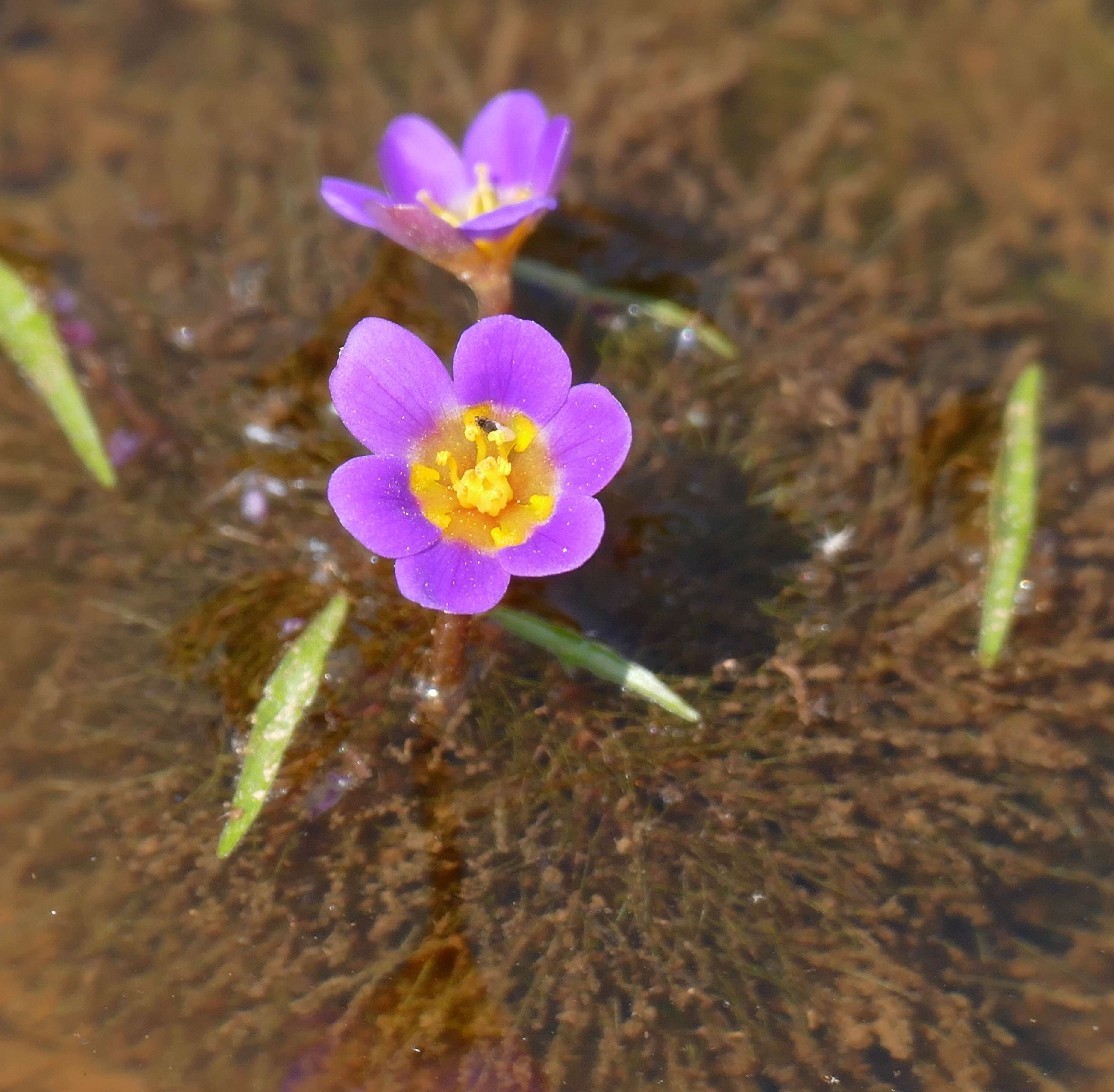 Image of forked fanwort