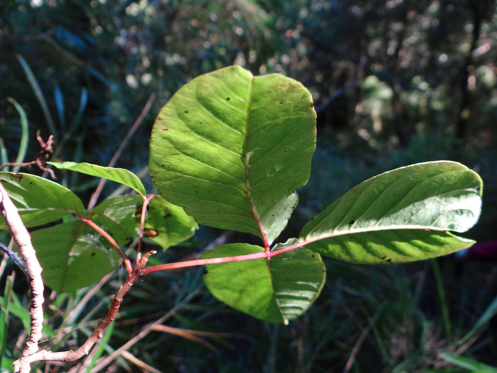 Image of Toxicodendron orientale Greene