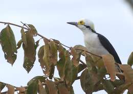 Image of White Woodpecker