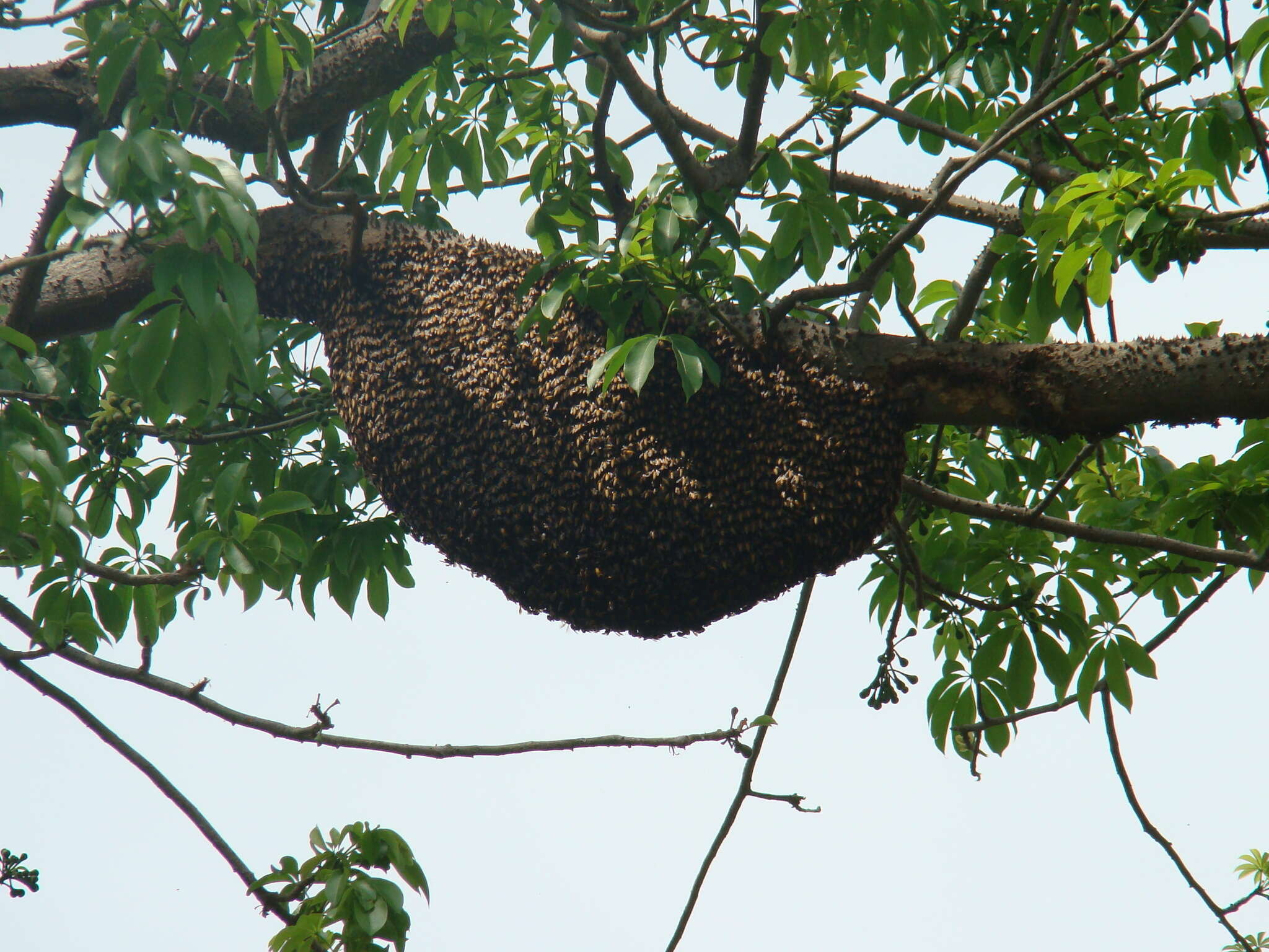 Image of Giant honey bee