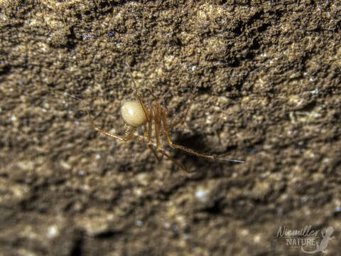 Image of Nesticus jonesi Gertsch 1984