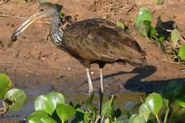 Image of limpkins