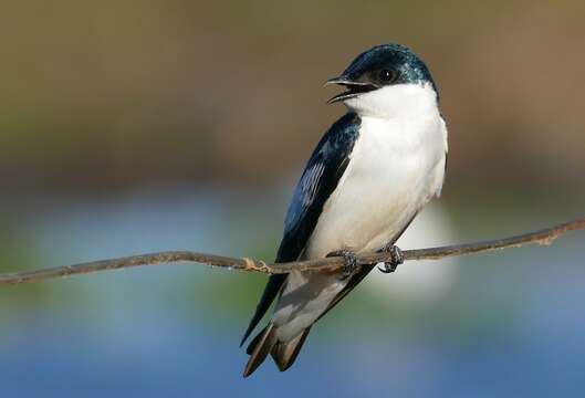 Image of White-winged Swallow