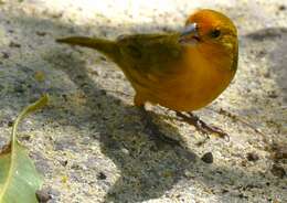 Image of Saffron Finch