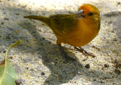 Image of Saffron Finch